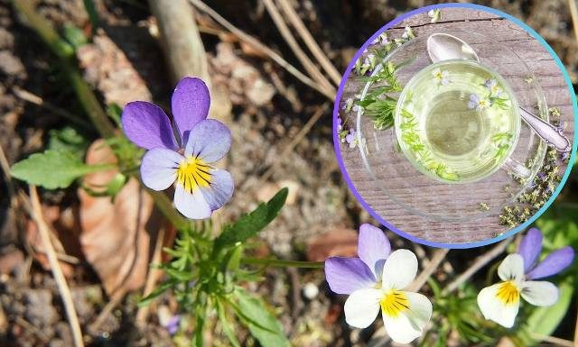Pij ją, aby oczyścić i wygładzić cerę. Herbatkę z bratka stosuj na trądzik i trawienie. Zrób odchudzający i odtruwający napar z fiołka