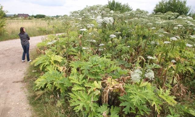 Nie dotykaj, a nawet nie podchodź, gdy zobaczysz z daleka. Parzy, truje i może nawet zabić! Tak rozpoznasz „zemstę Stalina”