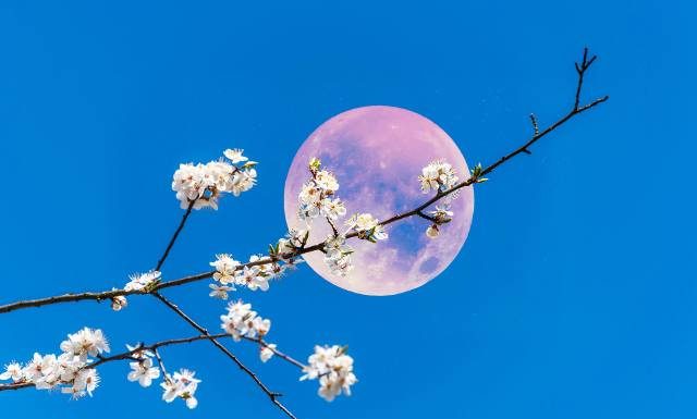 Truskawkowa Pełnia na czerwcowym niebie. Czy to już? Sprawdź, jaki wpływ ma pełnia Księżyca na człowieka. Podajemy fakty i mity