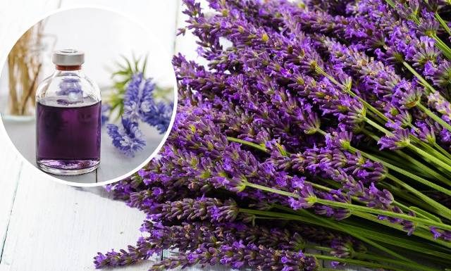 Pomaga przy migrenach, stresie i pasożytach. Nalewka z lawendy odpręża i zwalcza cellulit. Wypróbuj przepis na aromatyczną nalewkę lawendową