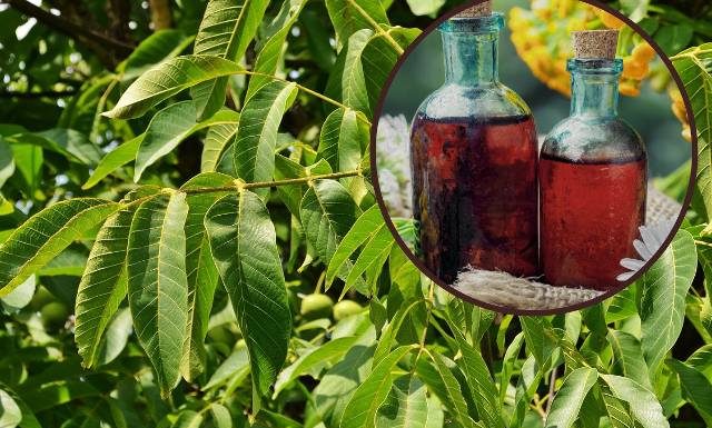 Oczyszczają krew, odmładzają i farbują włosy. Z tych niezwykłych liści zrobisz nalewkę na trawienie i płukankę do włosów. Wypróbuj przepisy