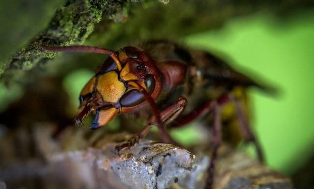 Lato to czas użądleń. Co robić, gdy użądli cię osa, pszczoły, szerszeń, mrówka? Tak rozpoznasz objawy alergii na jad owadów