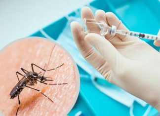 Są już w 13 państwach UE, roznoszą wirus. Jest pierwsza szczepionka na tropikalną chorobę. Zobacz, gdzie można się nią zarazić
