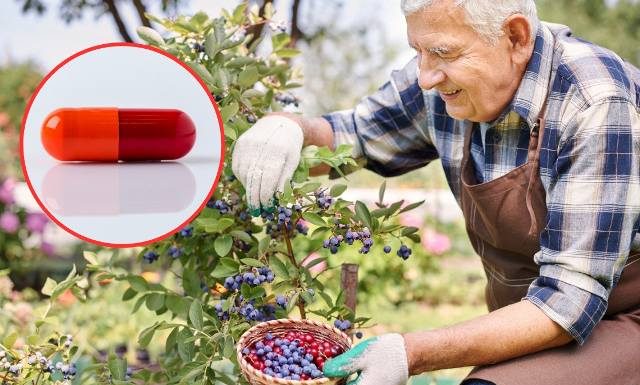 Jaskrę mogą pomóc leczyć owoce. Polscy naukowcy opracowali kapsułkę z ich ekstraktami