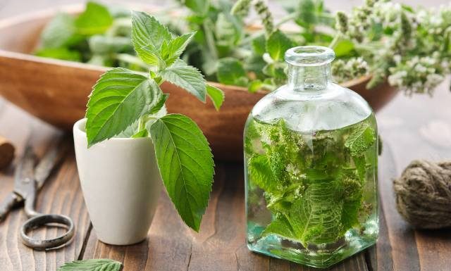 Miętówka dla dorosłych, czyli środek na niestrawność i ból brzucha. Wypróbuj babciny przepis na nalewkę miętową. To hit ziołowej apteczki