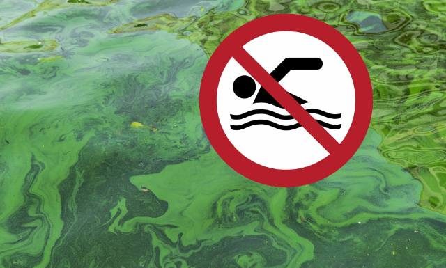 Uwaga, toksyczna kąpiel! Tak możesz zatruć się Bałtyku i jeziorach. Zakwitły sinice, czyli cyjanobakterie. Zobacz, jakie są objawy