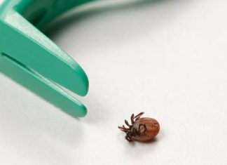 Prawie 20 proc. więcej zakażonych. Tej choroby od kleszczy każdy boi się jak ognia. Oto najnowsze, niepokojące statystyki
