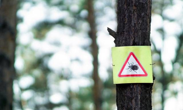W tych miejscach w lesie czai się najwięcej kleszczy. Ekspert zdradza nieoczywiste fakty. Dzięki nim można lepiej się chronić