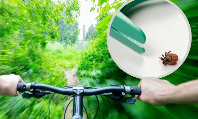 W tych miejscach w lesie uważaj na kleszcze. Tu atakują najczęściej! Rady eksperta pomogą chronić ci się przed ukąszeniami