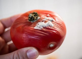 Czy można jeść warzywa i owoce z pleśnią? Nie wystarczy odkrojenie spleśniałej części! Zjedzenie reszty produktu grozi zatruciem