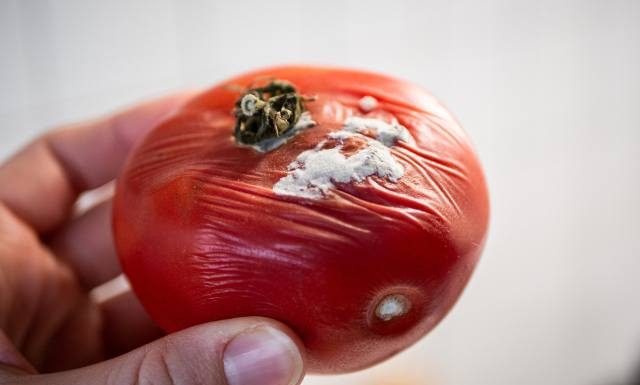 Czy można jeść warzywa i owoce z pleśnią? Nie wystarczy odkrojenie spleśniałej części! Zjedzenie reszty produktu grozi zatruciem