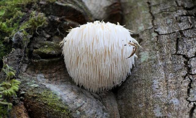 Włochaty grzyb wspomagający pamięć. Działa jak antydepresant i chroni przed demencją. Soplówka jeżowata jest też dostępna jako suplement
