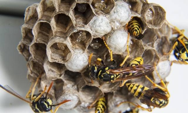 Dramat na włoskiej plaży. Ukrainiec uciekał przed rojem os. Jego serce nie wytrzymało, zmarł na zawał