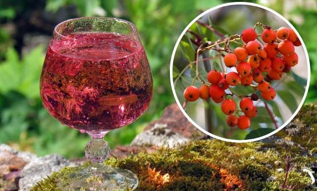 Jarzębiak obniży ciśnienie krwi i złagodzi objawy przeziębienia. Zrób go teraz. Wypróbuj prosty przepis na nalewkę z jarzębiny