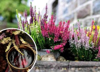 Nie tylko na balkon. Kwiatowa nalewka wspiera odporność, wspomaga trawienie. Wypróbuj prosty przepis