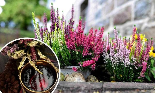 Nie tylko na balkon. Kwiatowa nalewka wspiera odporność, wspomaga trawienie. Wypróbuj prosty przepis