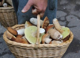 Kto nie powinien jeść grzybów? Jesienne dary lasu mogą zaszkodzić tym osobom. Uwaga na seniorów i dzieci!