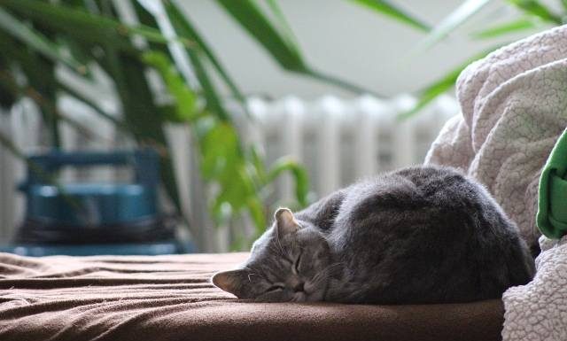 Te kwiaty doniczkowe zabijają smog! Ułatwiają odpoczynek i zasypianie. Koniecznie postaw je w sypialni. Sprawdź listę