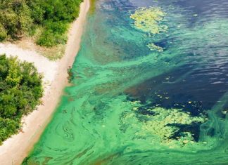 Aktualna mapa sinic 2024. Sprawdź, które kąpieliska zamknięto i czym grozi kontakt z sinicami. 23 plaże wyłączono z użytkowania!