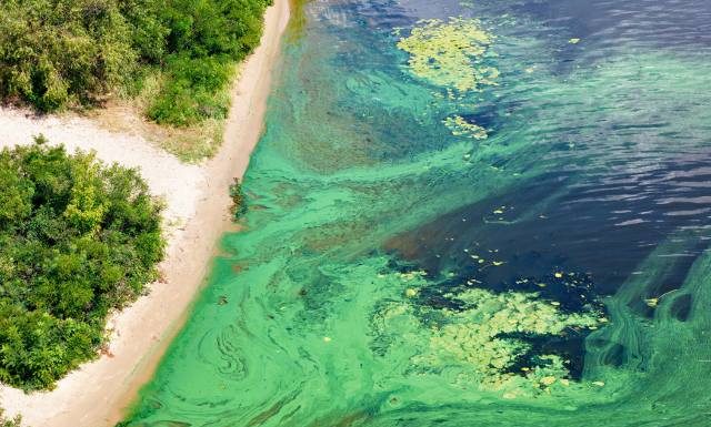 Aktualna mapa sinic 2024. Sprawdź, które kąpieliska zamknięto i czym grozi kontakt z sinicami. 23 plaże wyłączono z użytkowania!