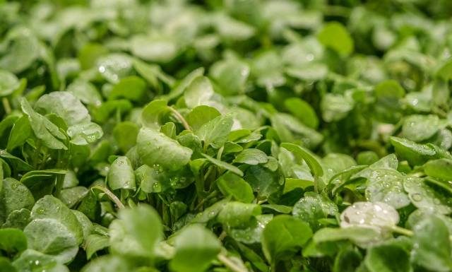 Rośnie w Polsce i jest najzdrowszym warzywem na świecie. To niepozorna roślina, która ma potężną moc. Na co pomaga i jak smakuje?