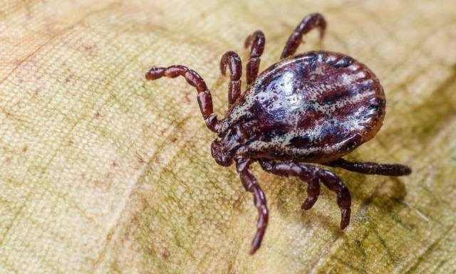 Już trzy zgłoszenia w Polsce. Kleszcze potwory mają twarde ciało i mogą więcej niż te rodzime. Powstaje mapa ich występowania