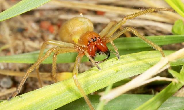 Ten pająk lubi określone miejsca w domu. Jest najbardziej jadowity w Polsce. Czym grozi ugryzienie kolczaka zbrojnego i co wtedy robić?