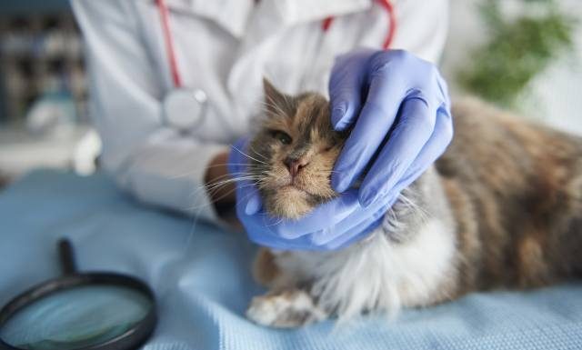 Kaszel, kichanie i wydzielina z nosa u kota? Będzie lek na koci katar opracowany przez polskich naukowców. Zmniejsza objawy i ilość wirusa