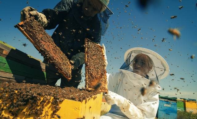 Cuda z ula, czyli leki od pszczół. Jest ich całkiem sporo. Zobacz, jak działają produkty pszczele wykorzystywane w apiterapii
