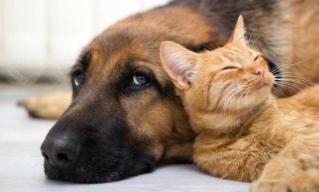 Kocia żałoba jak u ludzi. Tak koty przeżywają stratę innego zwierzęcia w domu. Smutek po śmierci jest uniwersalny