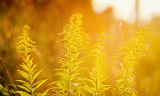 Złota rózga na drogi moczowe i trawienie. Zbieraj jej ziele na leczniczy miodek i inne przetwory. Zobacz właściwości i przepisy