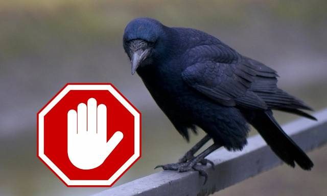 Wciąż padają ptaki, nie tylko wrony i kawki. Badania wykluczyły kolejne możliwe przyczyny pomoru. Stołeczny ratusz zaktualizował komunikat