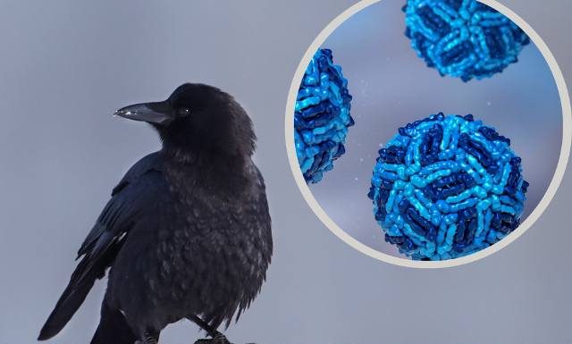 A jednak groźny nowy wirus. Wyniki badań wskazały na przyczynę pomoru ptaków. GIS wydał komunikat