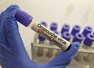 Wirus Oropouche – pierwsze przypadki w Europie. ECDC ostrzega przed zagrożeniem. Tak przenosi się wirus OROV. Oto, gdzie można się zarazić