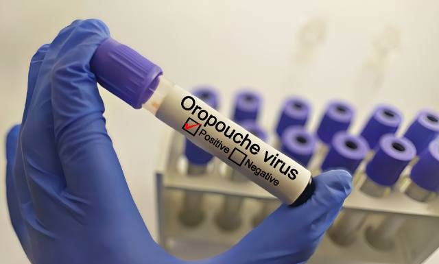 Wirus Oropouche – pierwsze przypadki w Europie. ECDC ostrzega przed zagrożeniem. Tak przenosi się wirus OROV. Oto, gdzie można się zarazić