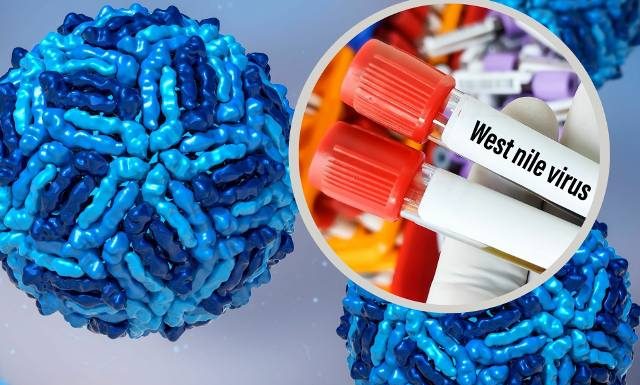 Wirus Zachodniego Nilu jest aktywny w tych państwach w Europie. Do Polski przyniosły go ptaki. O drogach zakażenia mówi lekarz weterynarii