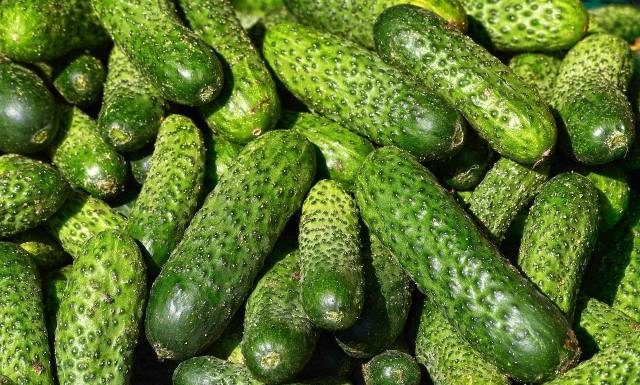 Zjedli skażone ogórki. Już 500 osób trafiło do szpitala