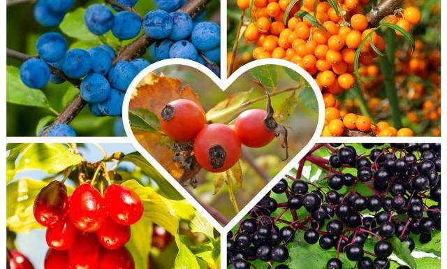 Zbierzesz je w lesie i na łące, a czasem w ogrodzie. Przetwory z nich są zdrowsze niż z owoców uprawnych! To nie tylko rokitnik czy dereń