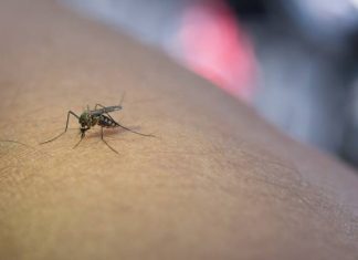 Komary mają ulubioną grupę krwi, ale są też inne czynniki, które je przyciągają. Sprawdź, co sprawia, że jesteś atrakcyjny dla komarów