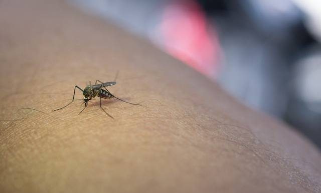 Komary mają ulubioną grupę krwi, ale są też inne czynniki, które je przyciągają. Sprawdź, co sprawia, że jesteś atrakcyjny dla komarów