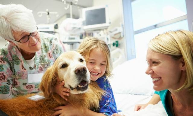 Czworonożny przyjaciel na pomoc pacjentom. Zobacz, jak pracuje pies terapeuta i poznaj rasy, które sprawdzają się najlepiej