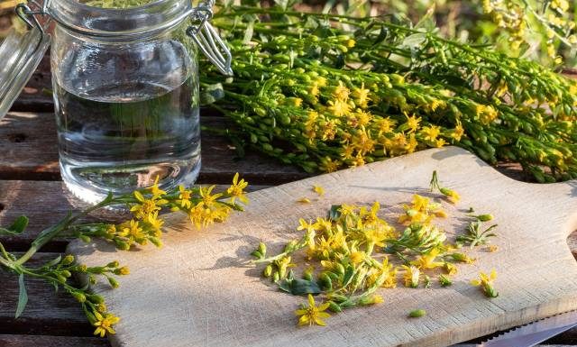Nalewka na zatrzymywanie wody w organizmie i infekcje. Zrobisz ją z nawłoci. Ziele na ten leczniczy przetwór zbiera się aż do jesieni