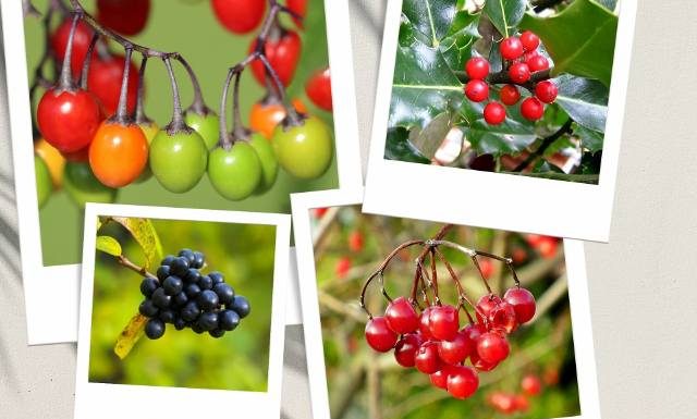 Nie daj się zmylić. Te owoce mogą poważnie zaszkodzić, a nawet zabić! Zobacz, jak wyglądają toksyczne dzikie owoce i nigdy ich nie zbieraj