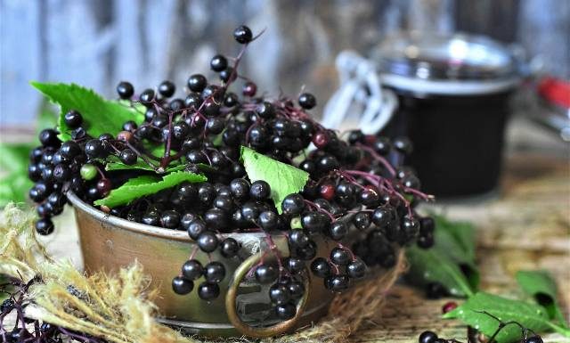 Król odporności – czarny bez. Jak zrobić z niego sok? Wypróbuj przepis leśników i babci z Podkarpacia na sok z czarnego bzu