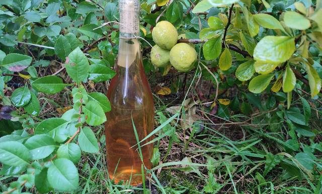 Nalewka z pigwy to naturalna dawka witaminy C na odporność i krążenie. Wykorzystaj przepis i pij na przeziębienie oraz wysoki cholesterol