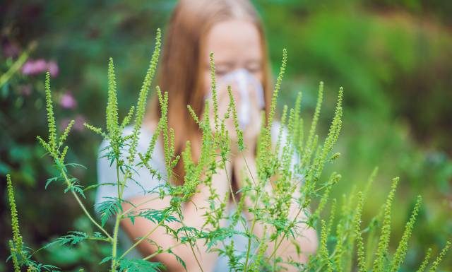 Co teraz pyli? Kalendarz pylenia na wrzesień 2024. Alergiku, teraz też możesz odczuwać objawy uczulenia