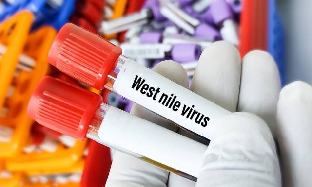 Groźny wirus w Europie. W tym kraju nie wykrywano go od lat. To kolejne państwo na liście, gdzie można zarazić się tą chorobą