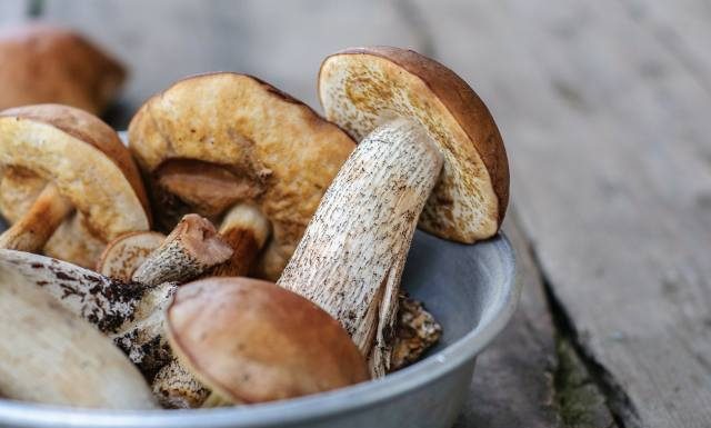 Jakie grzyby na przetwory? Gatunki, które możesz suszyć, mrozić, marynować i kisić. Zobacz przepisy na zimę i ważne rady