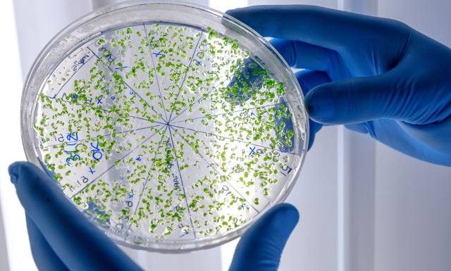 Więcej zachorowań i jeszcze więcej zgonów. Ta bakteria zabija i rozprzestrzenia się na kolejne kraje. WHO ostrzega: zagrożenie jest wysokie