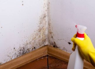 Rakotwórcze grzyby w zalanych domach. Trzeba działać, bo po powodzi zawsze rozwijają się kolonie niebezpiecznych gatunków pleśniowych
